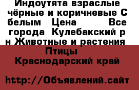 Индоутята взраслые чёрные и коричневые С белым › Цена ­ 450 - Все города, Кулебакский р-н Животные и растения » Птицы   . Краснодарский край